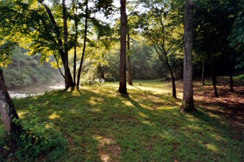 trees and creek